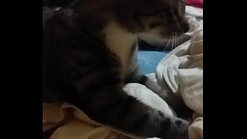 Mi gato me soba el pene